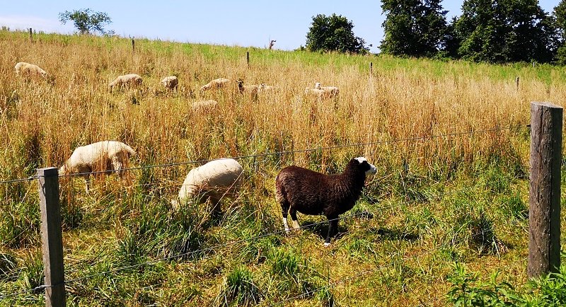 Valensbrae Shetland Sheep