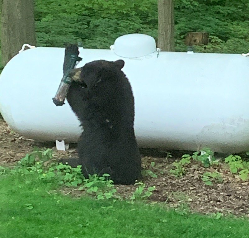 black bear sightings in wellington county - puslinch today