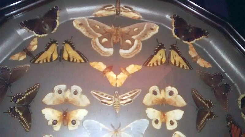 butterfly collection