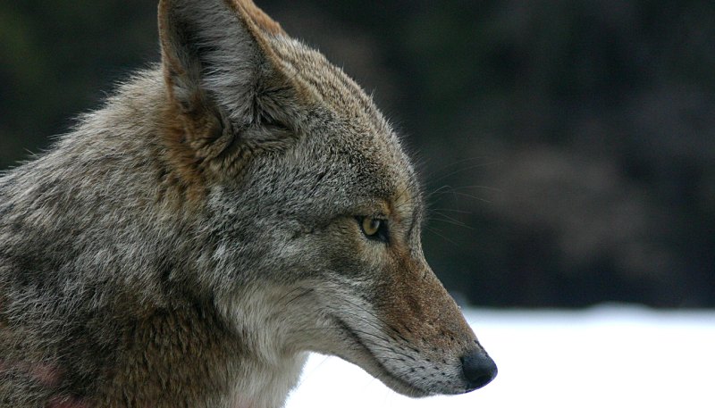 Coyote image via Wikipedia: https://en.wikipedia.org/wiki/Coyote#/media/File:Coyote_portrait.jpg