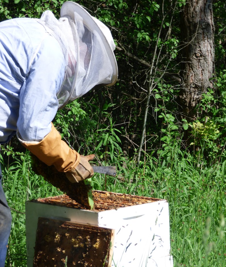 local honey