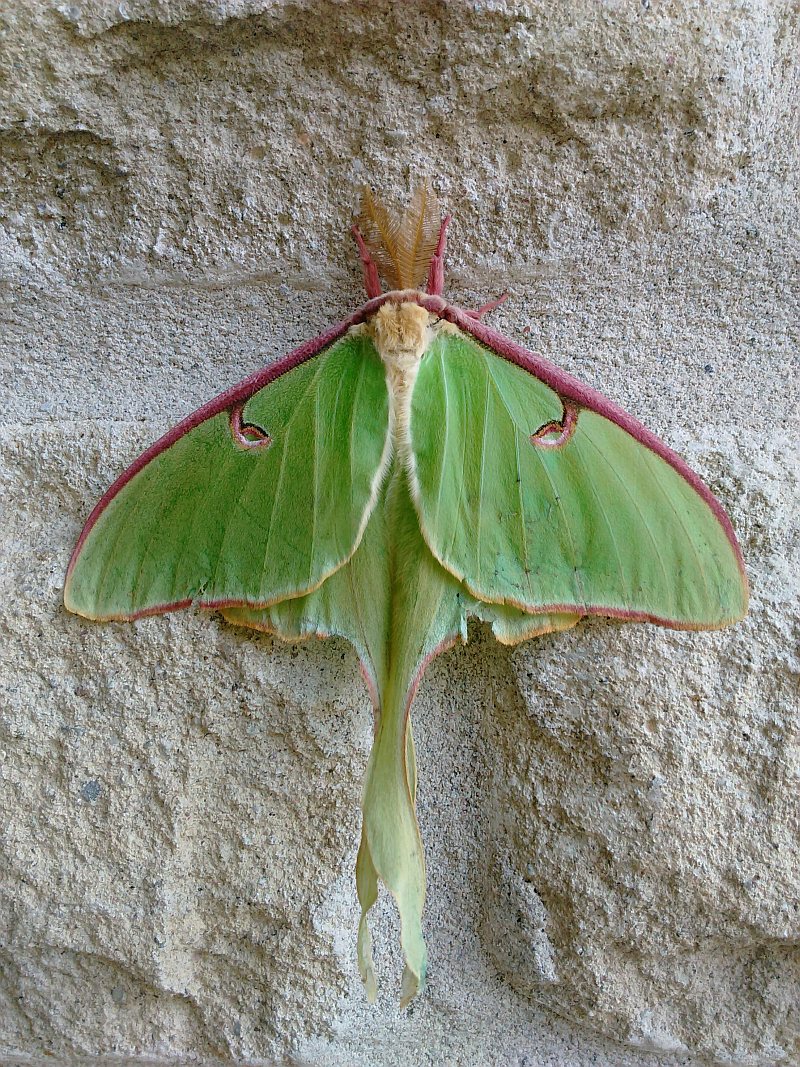 rarely-seen-short-lived-luna-moth-makes-appearance-in-puslinch