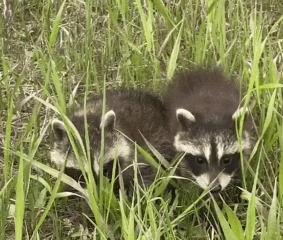Baby Raccoons on Concession 7 in Puslinch. Photo By Daina Makinson