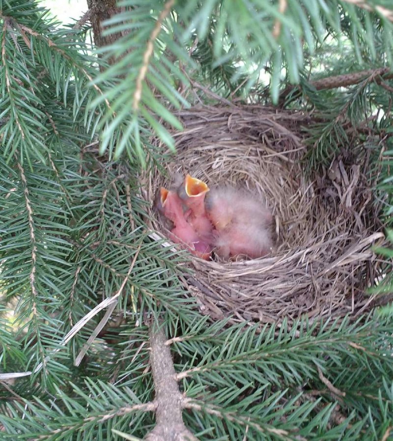 baby robins - by Joe Wareham