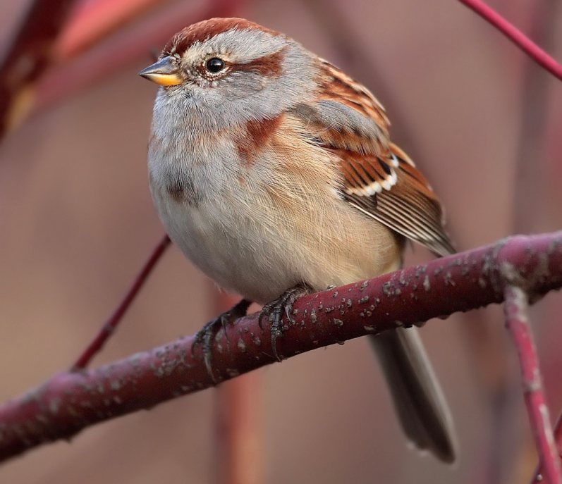 tree sparrow