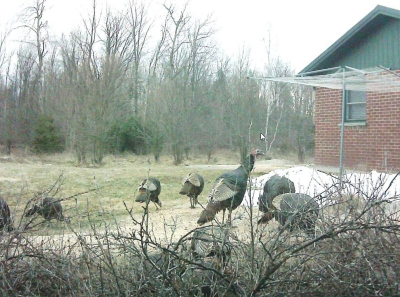wild turkeys in puslinch
